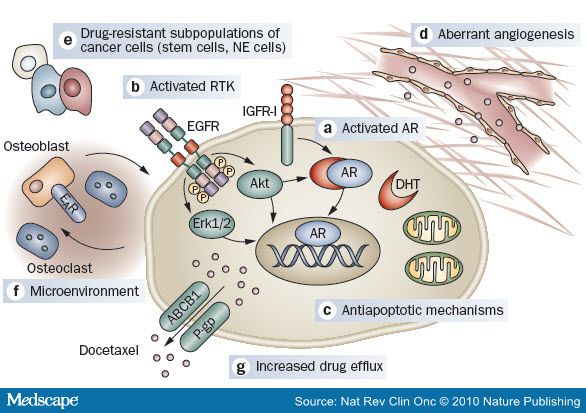 taxotere and prednisone prostate cancer